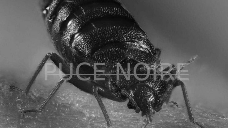 puce noire maison et peau